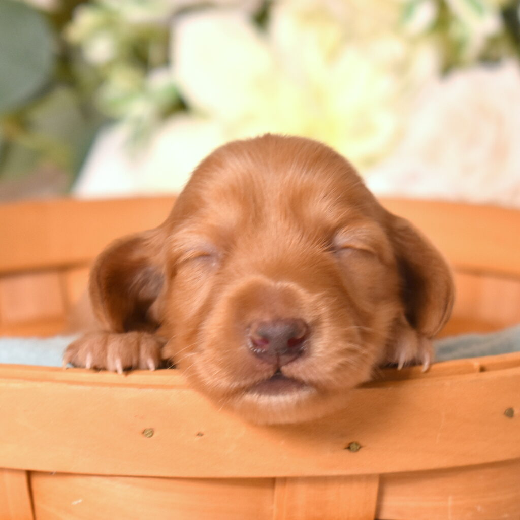 red dachshund puppies breeder
