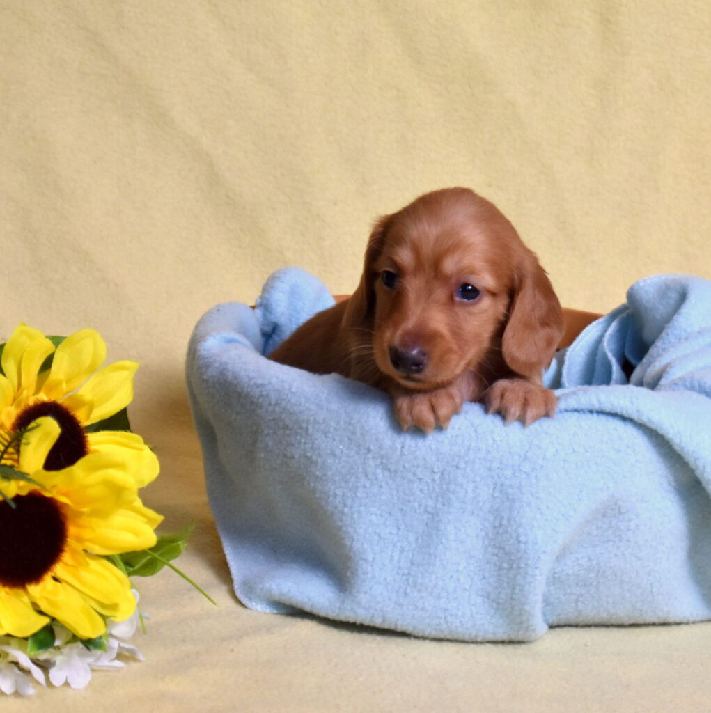 red dachshund puppies for sale