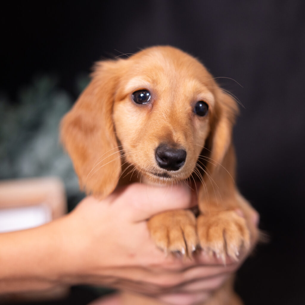 red dachshund puppies for sale