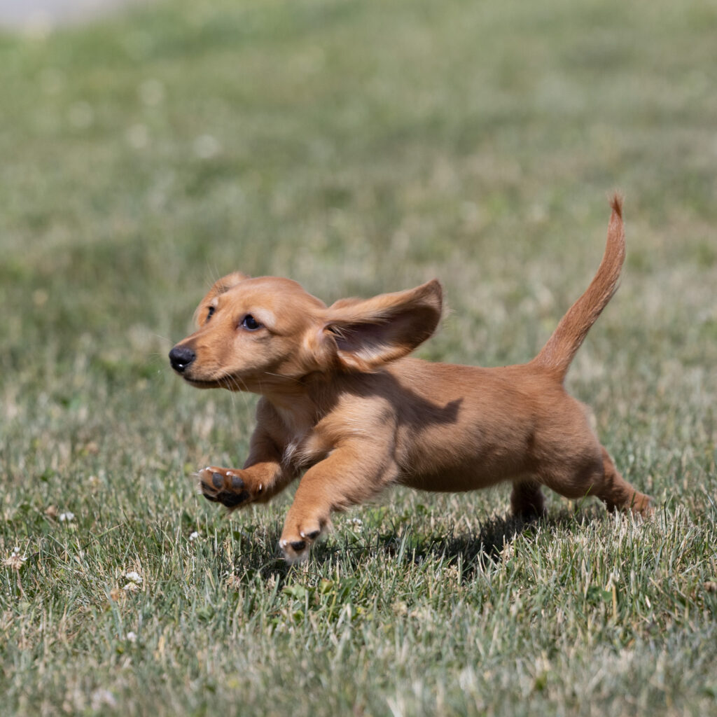 red dachshund puppies for sale