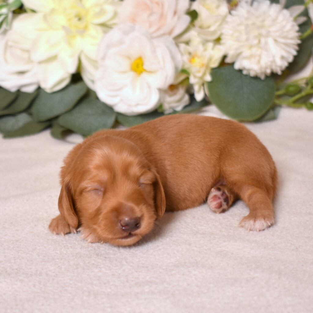 red dachshund puppies for sale lancaster