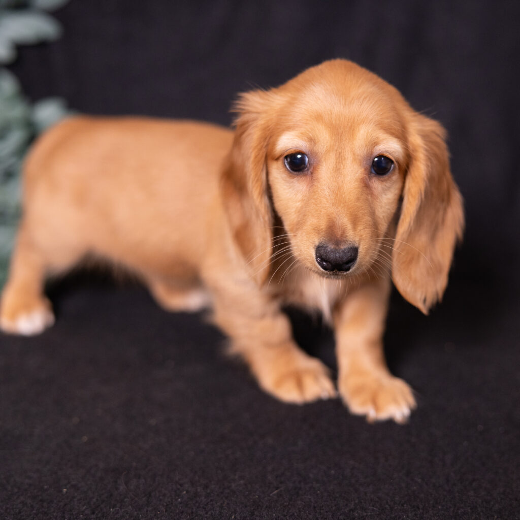 red dachshund puppies for sale lancaster pa
