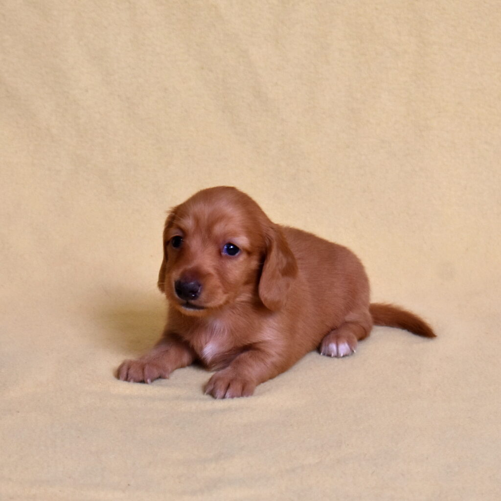 red dachshund puppies for sale near lancaster pa