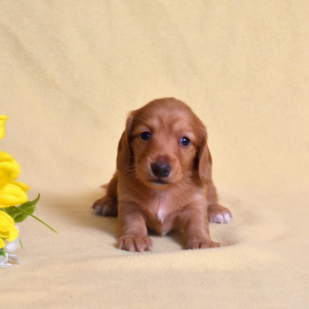 red dachshund puppies for sale near me