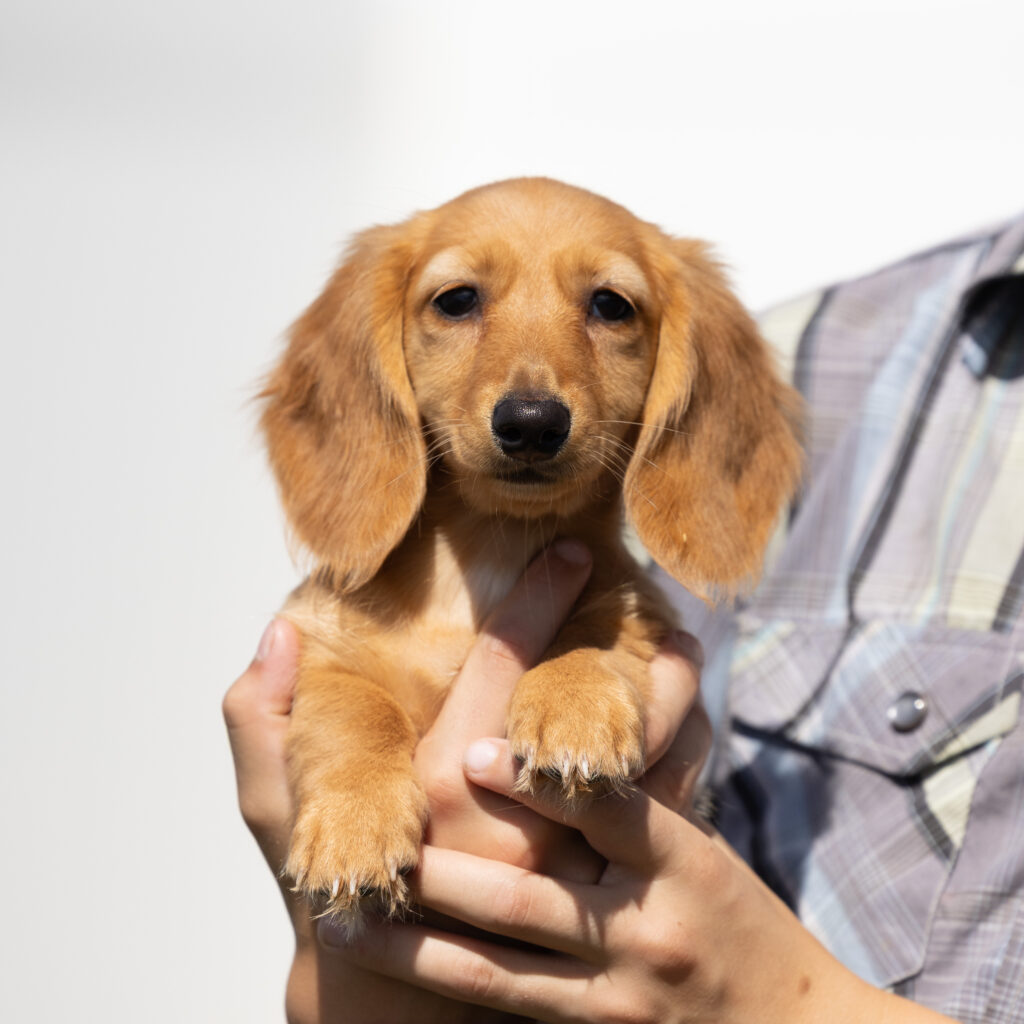 red dachshund puppies for sale near me