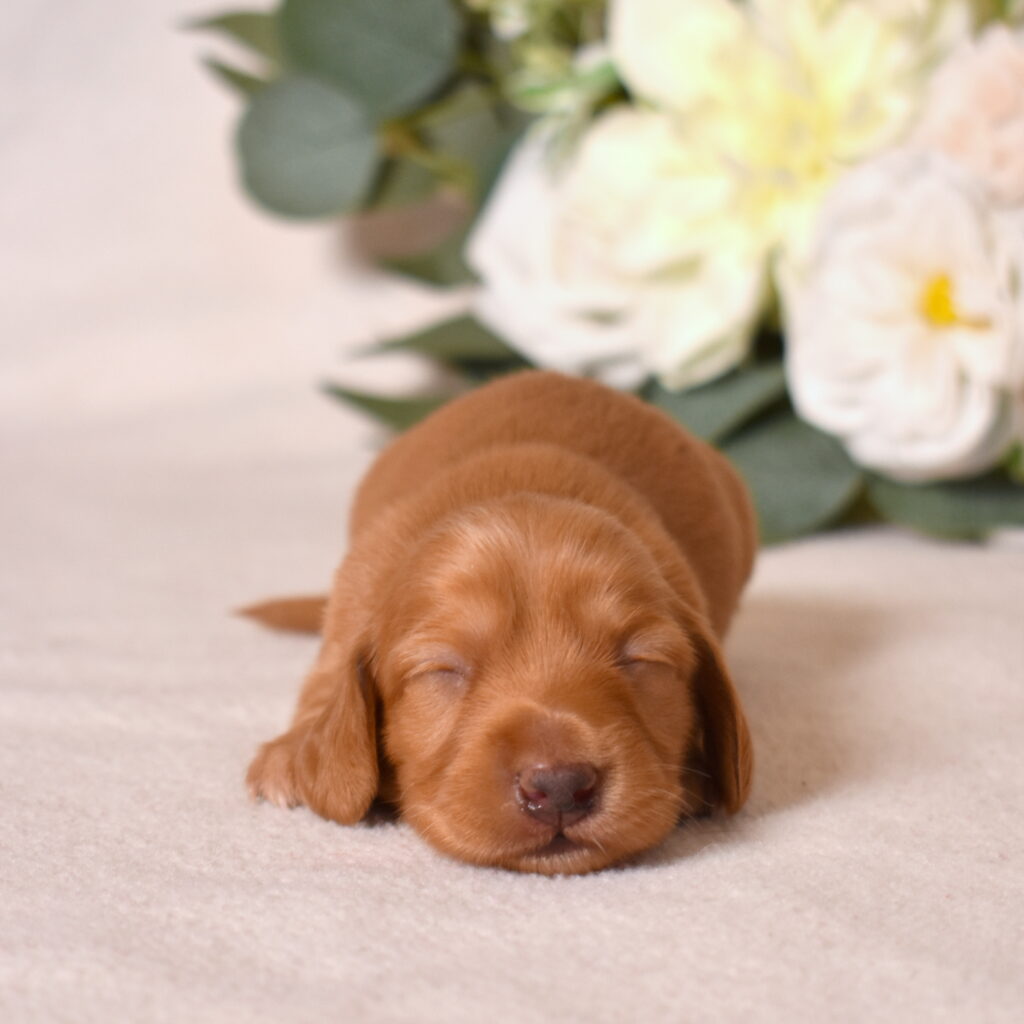 red dachshund puppies for sale pa