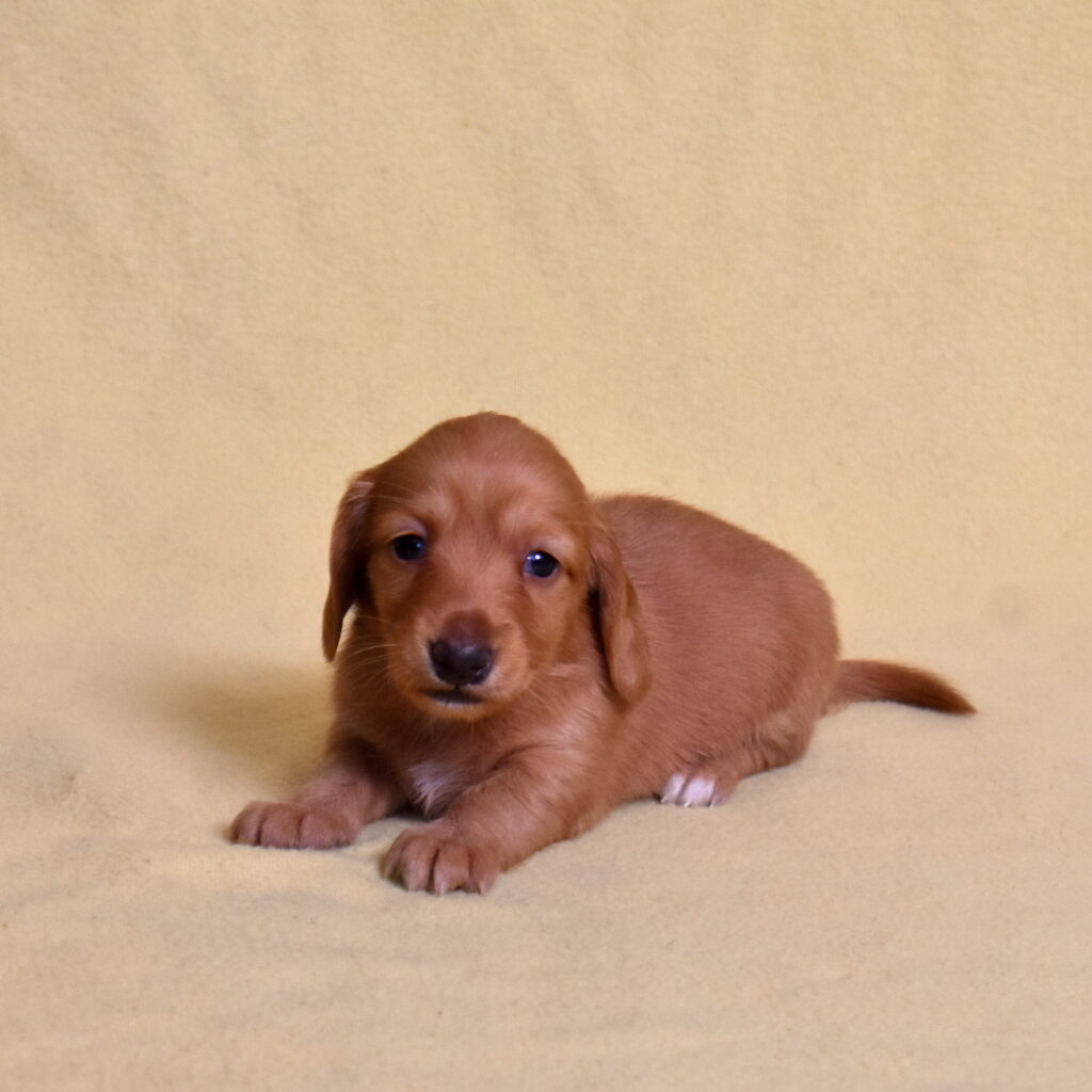 red dachshund puppies for sale pa