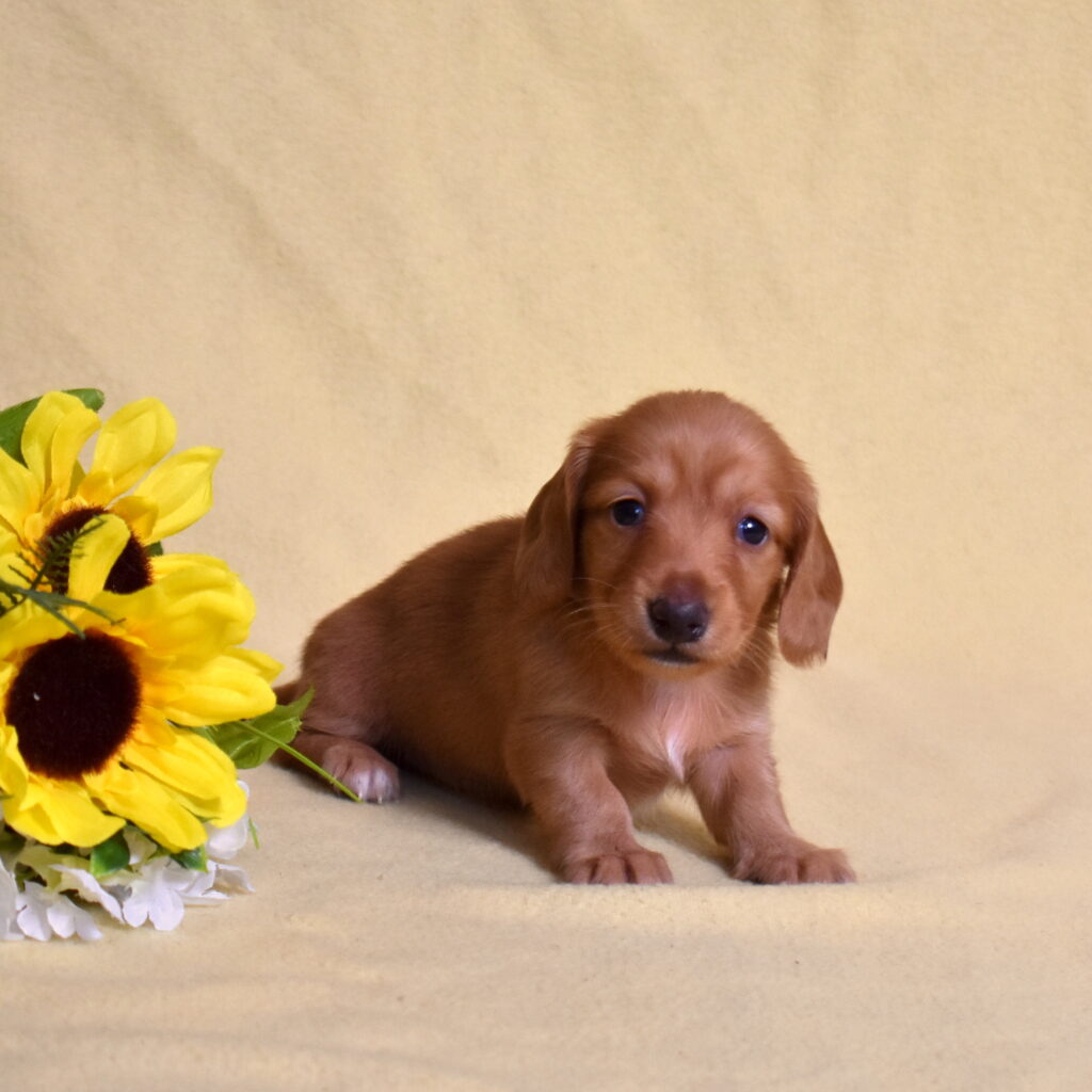 red dachshund puppies lancaster pa