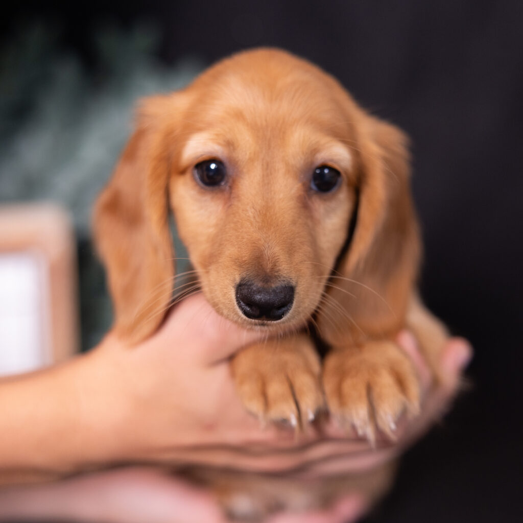 red dachshund puppies lancaster pa