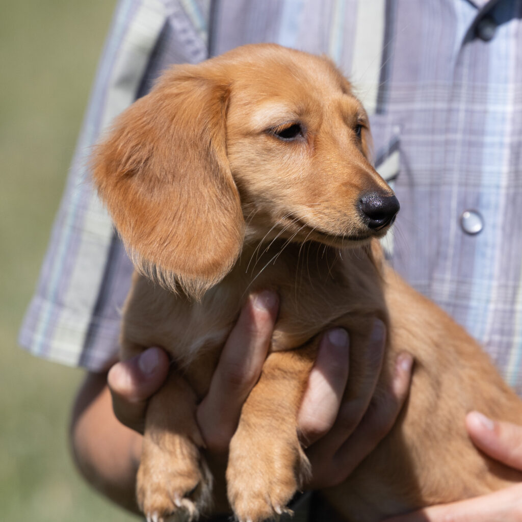 red dachshund puppies lancaster pa