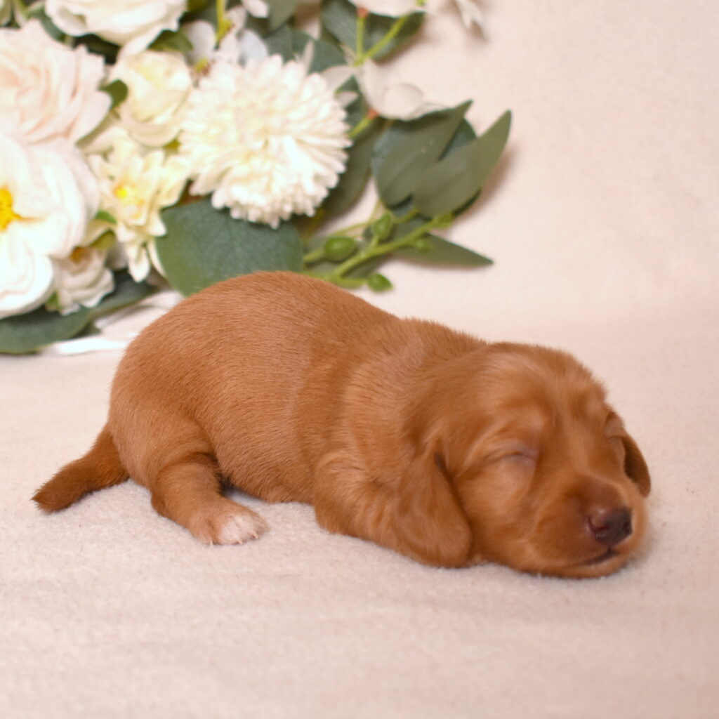 red dachshund puppies near me