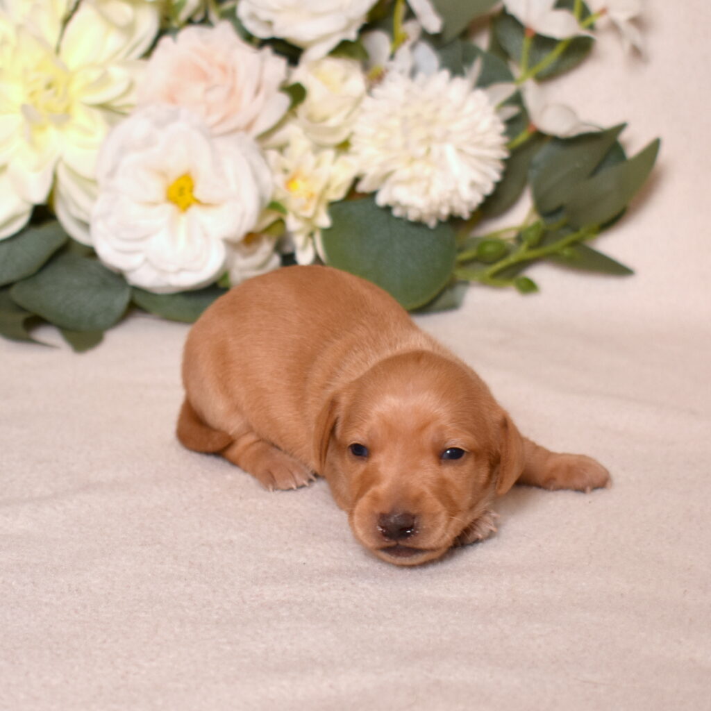red dachshund puppy for sale