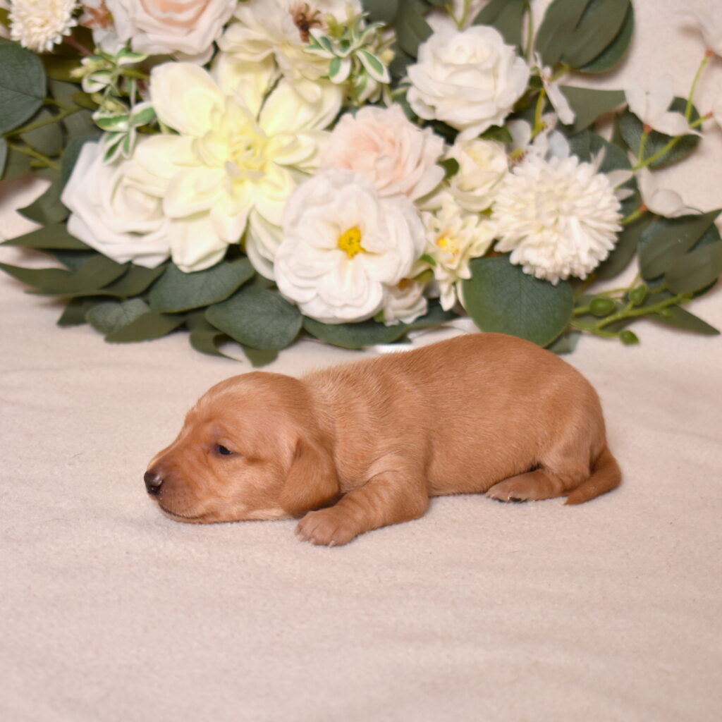 red dachshund puppy for sale lancaster