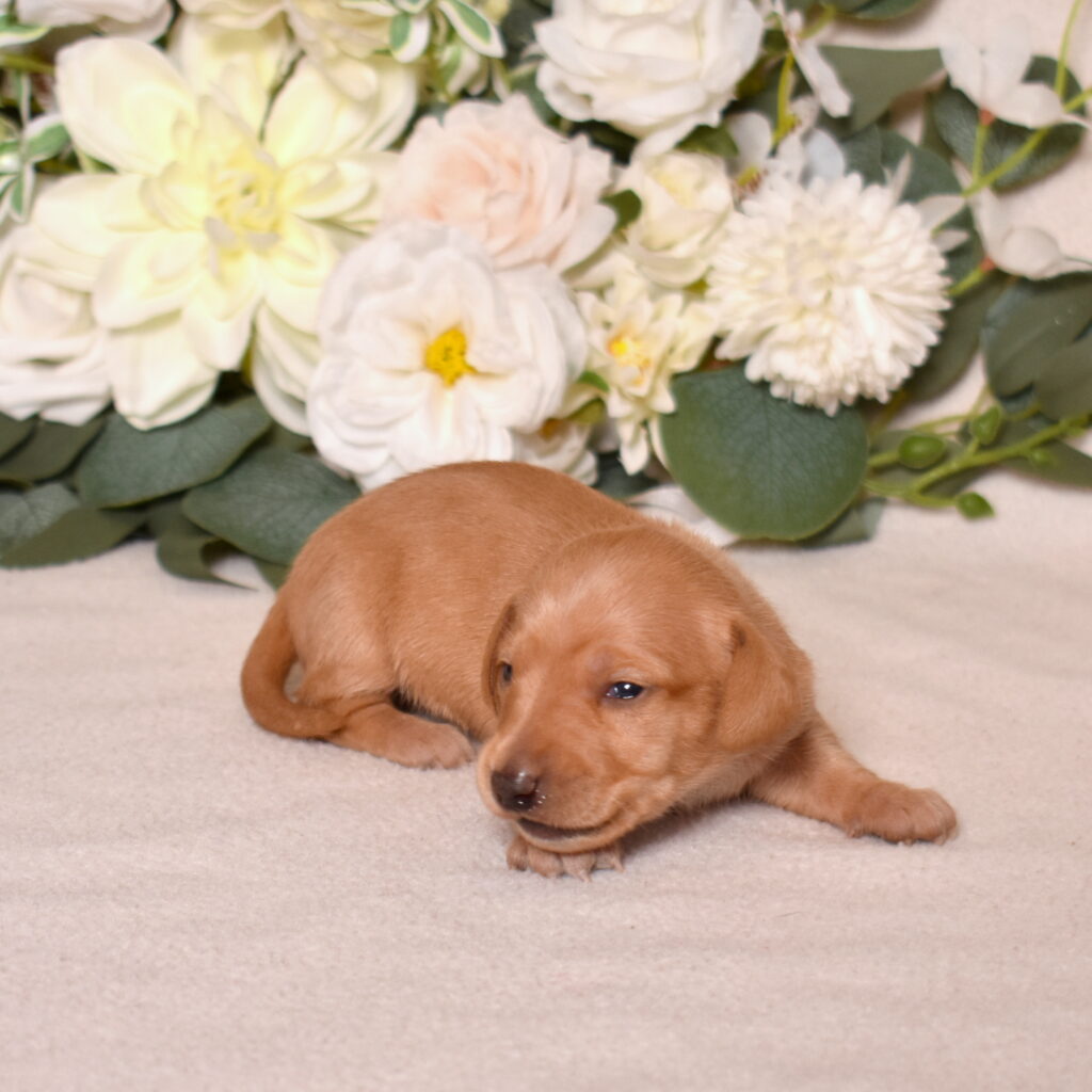 red dachshund puppy for sale near me