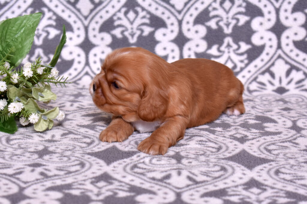 ruby red cavaliers puppies