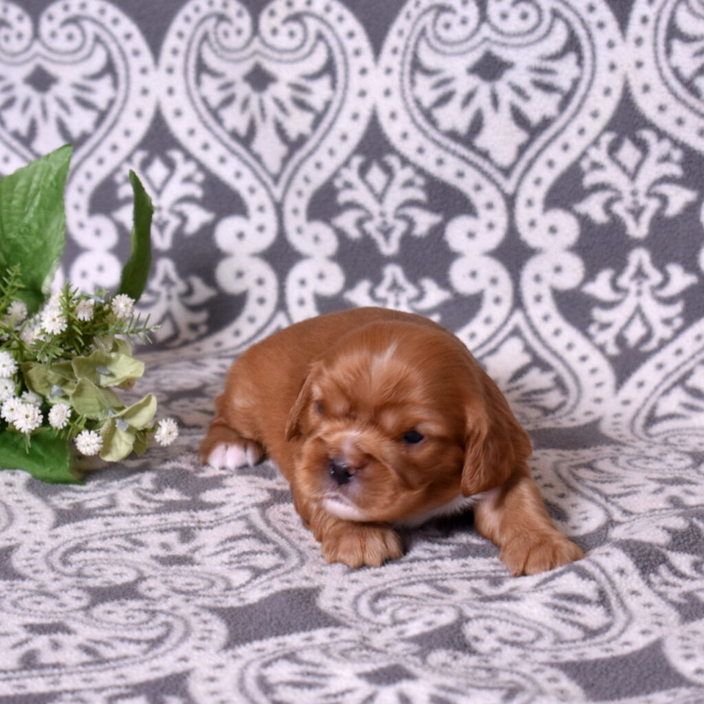 ruby red cavaliers puppies for sale