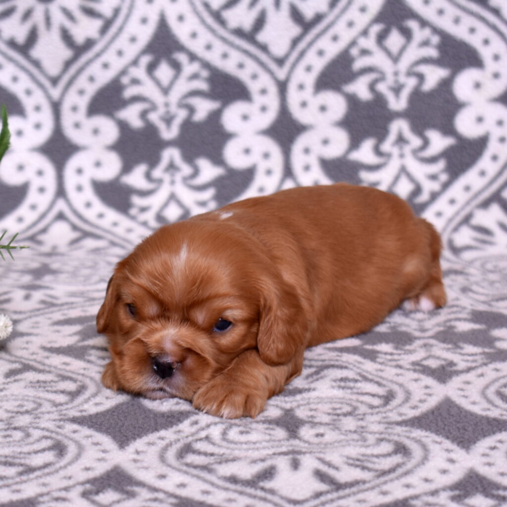 ruby red cavaliers puppies near me