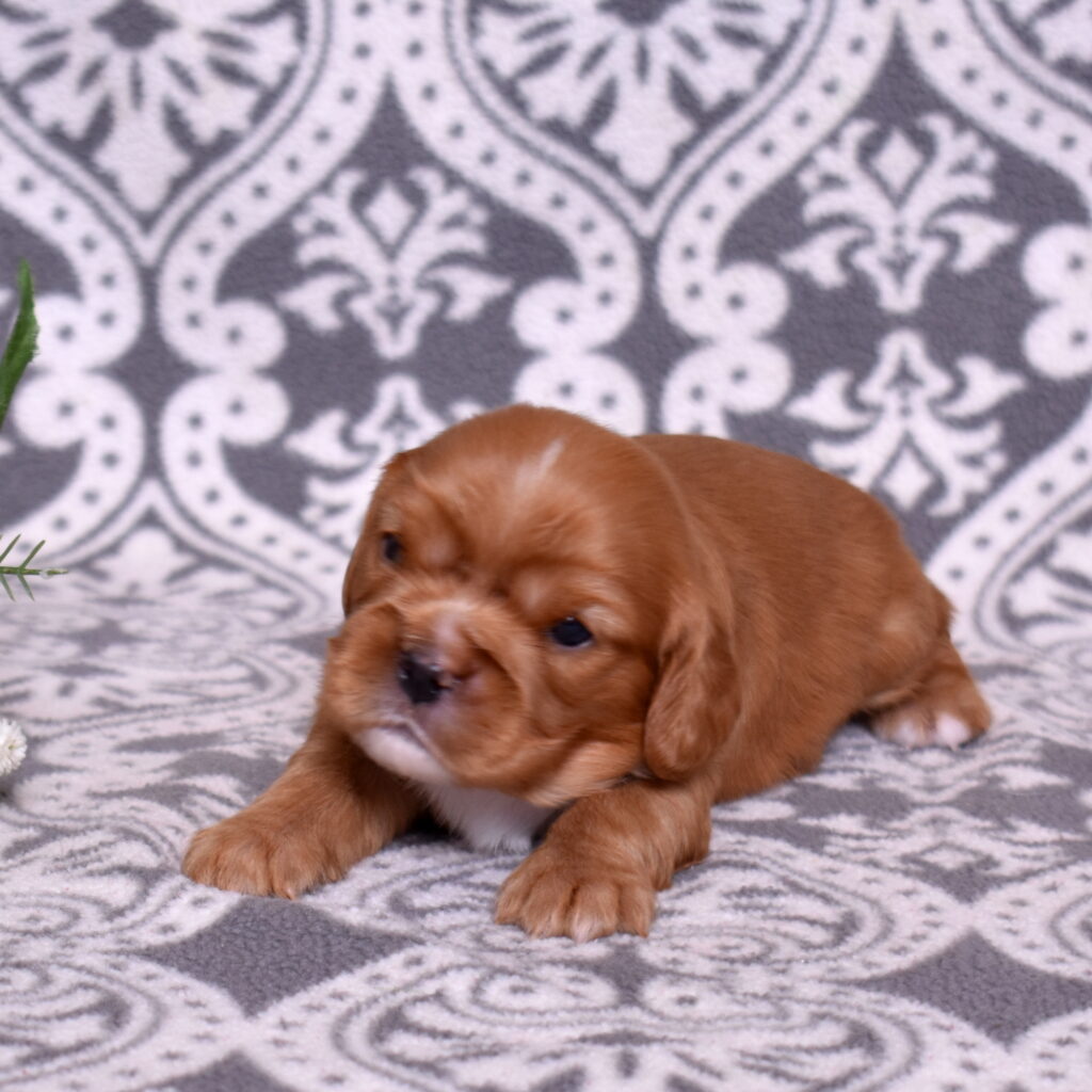 ruby red cavaliers puppy