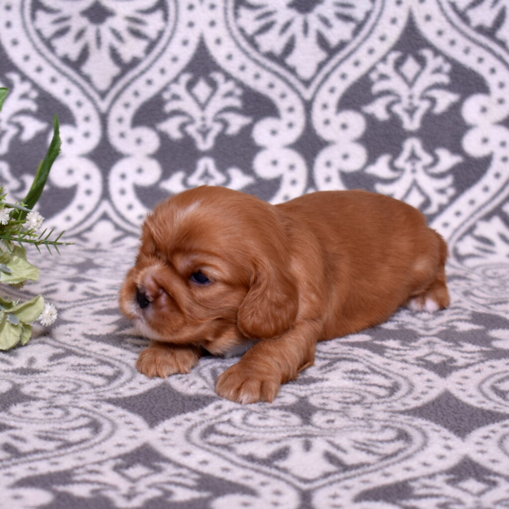 ruby red cavaliers puppy for sale