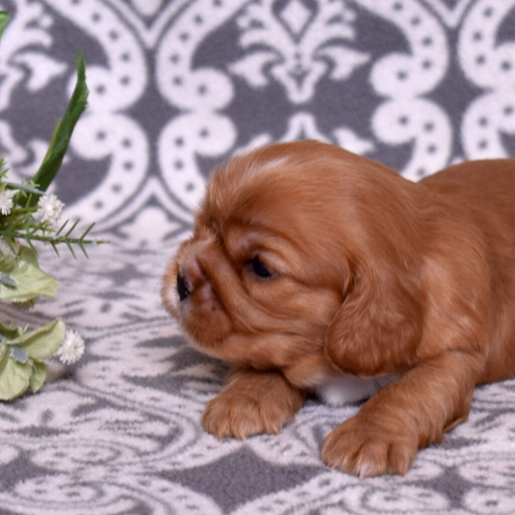 ruby red cavaliers puppy near me