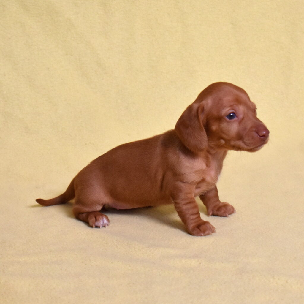 shaded red dachshund