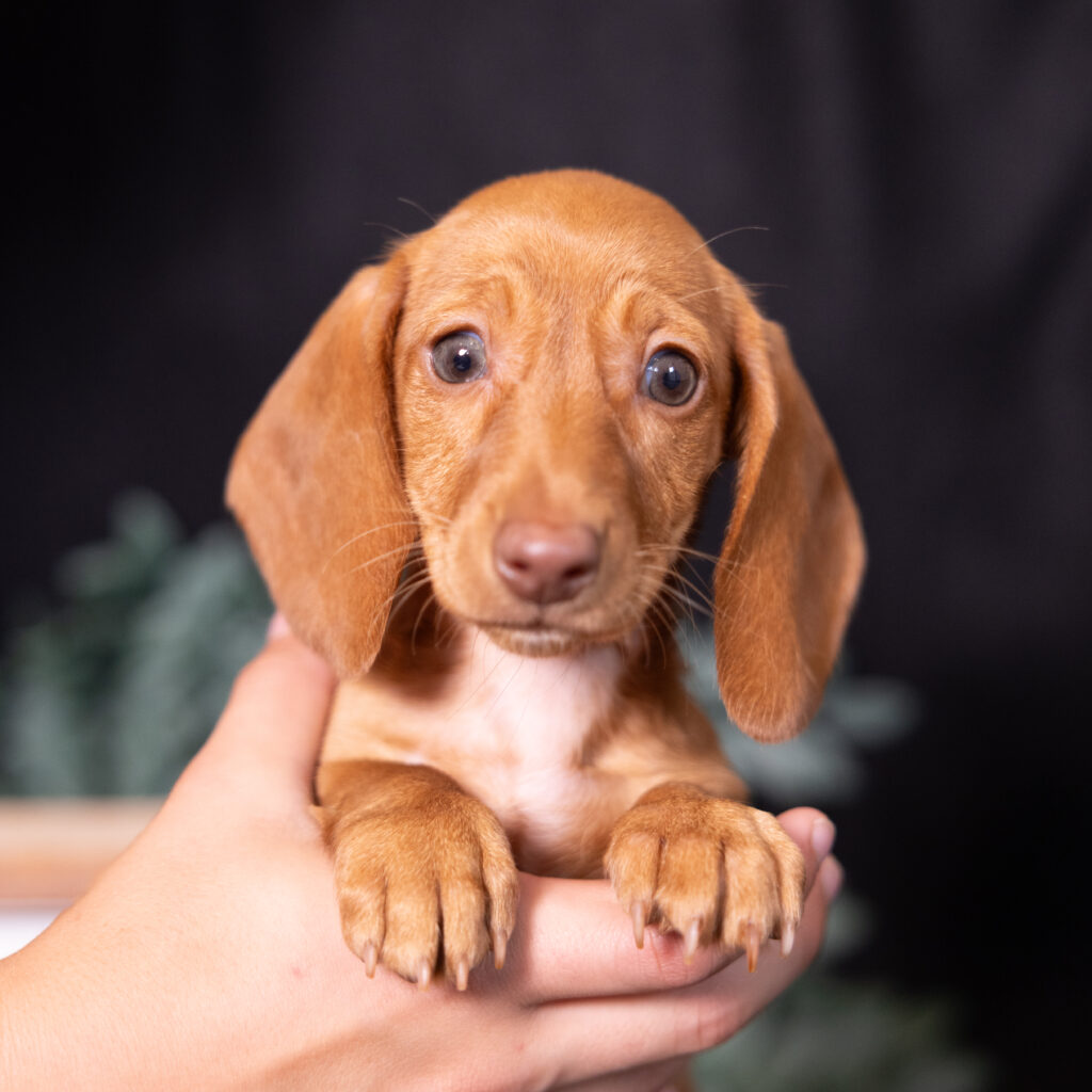 shaded red dachshund