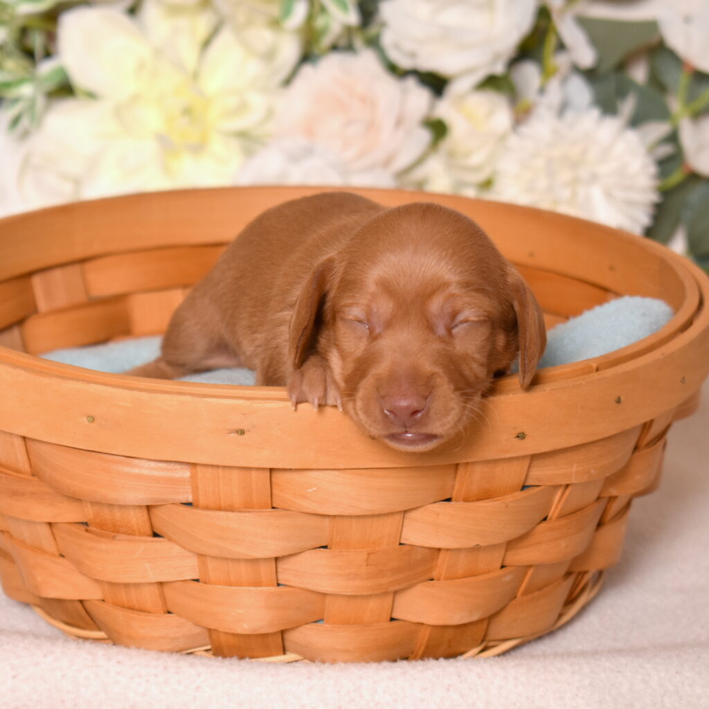 shaded red dachshund near me
