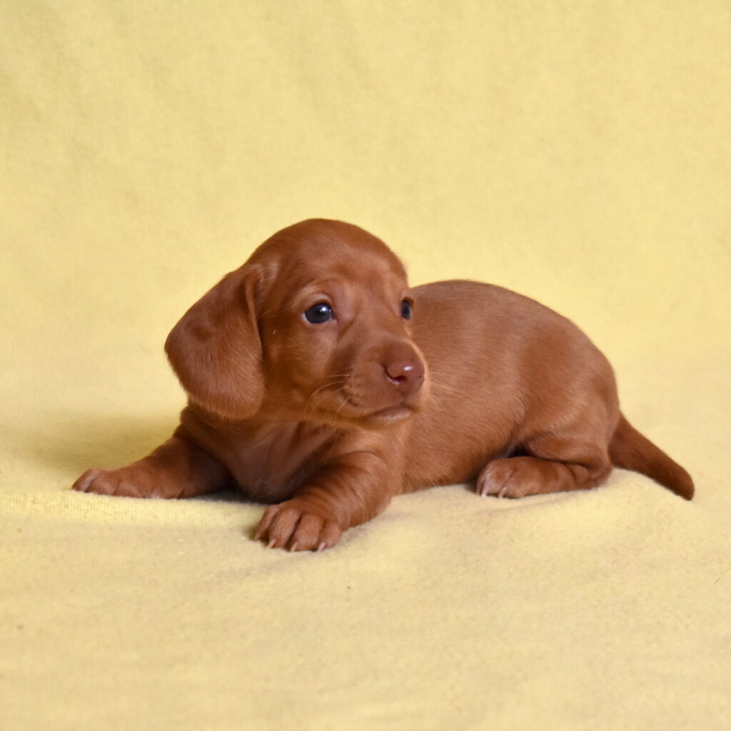 shaded red dachshund puppies