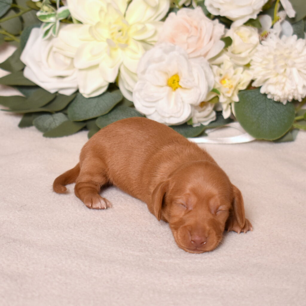 shaded red dachshund puppies