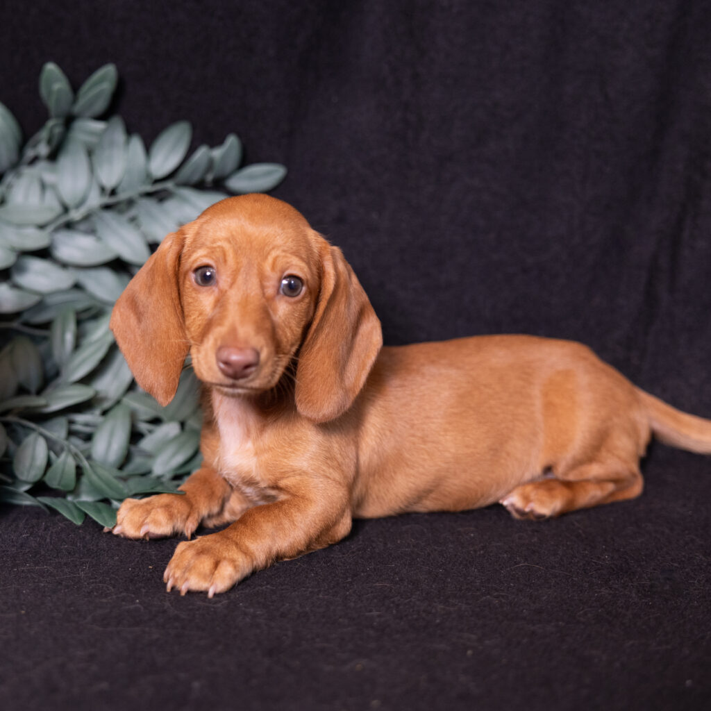 shaded red dachshund puppies