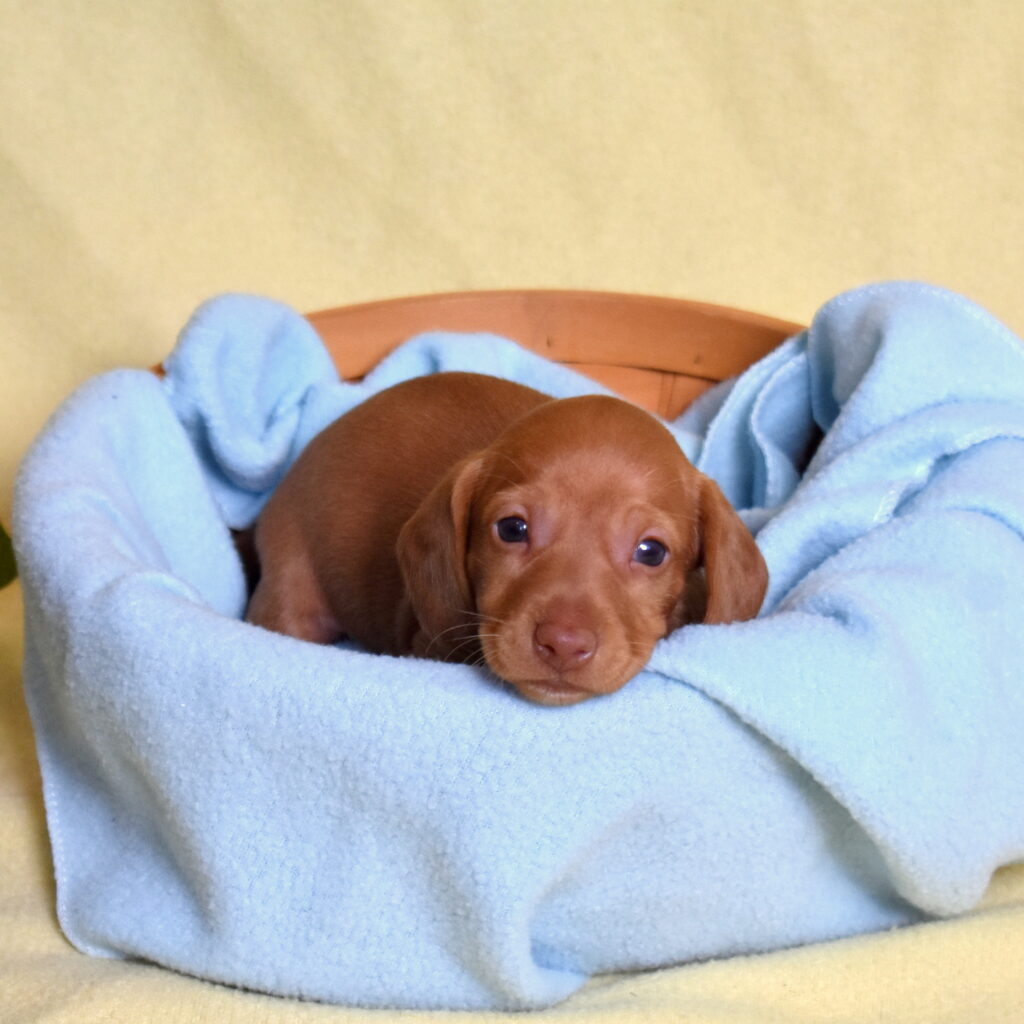 shaded red dachshund puppies for sale