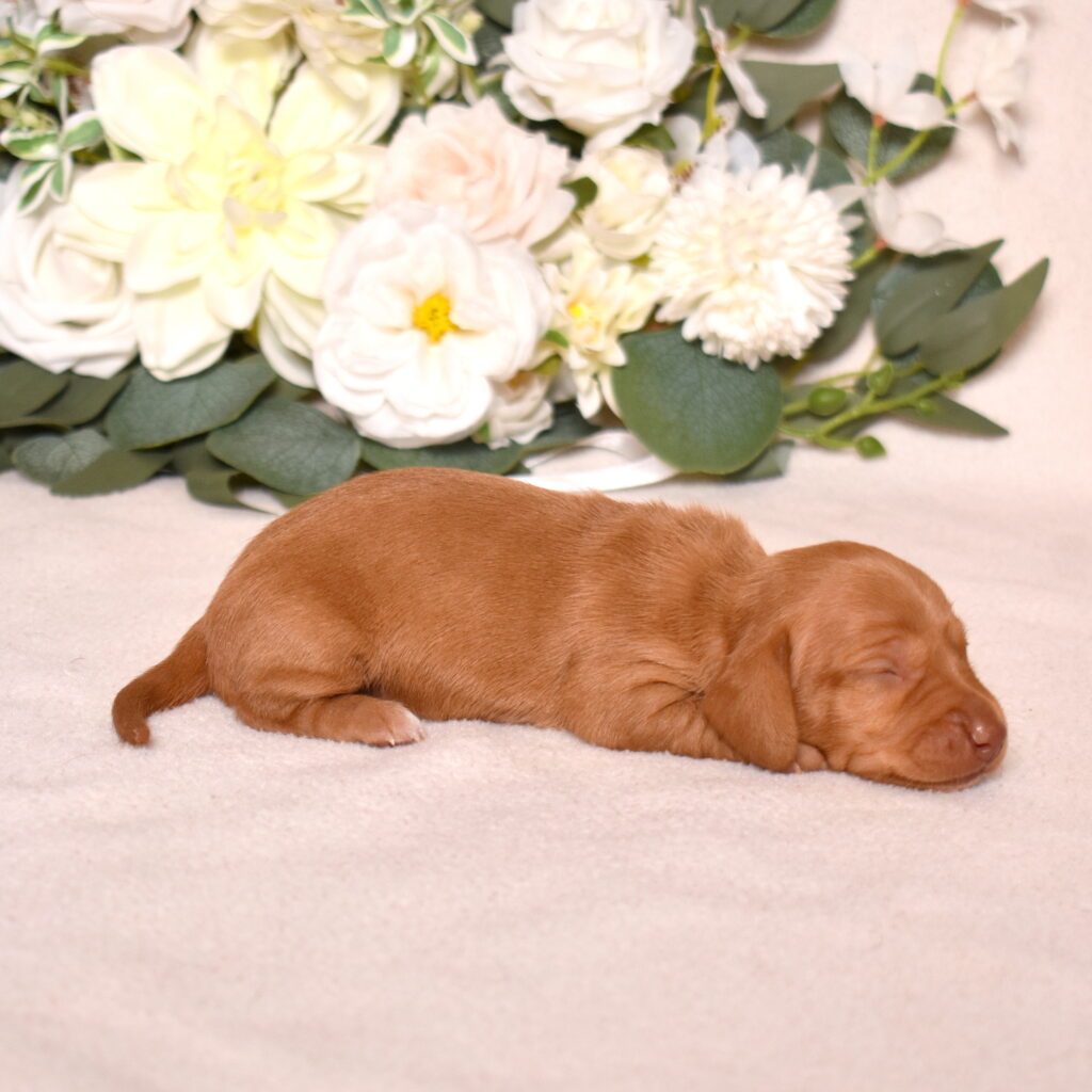 shaded red dachshund puppies for sale