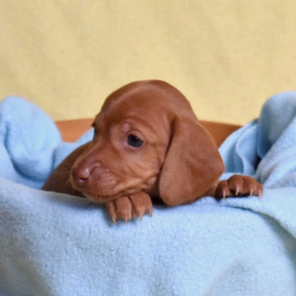 shaded red dachshund puppies lancaster pa