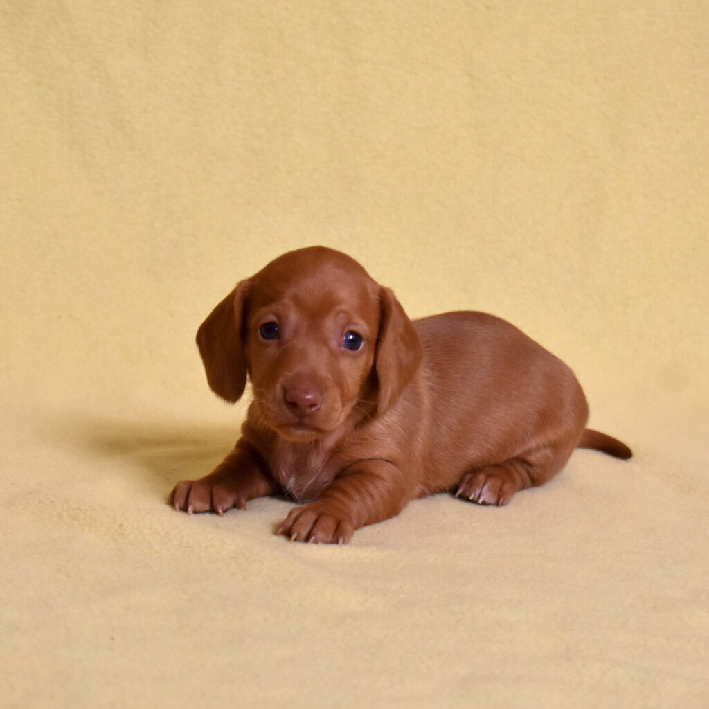 shaded red dachshund puppy