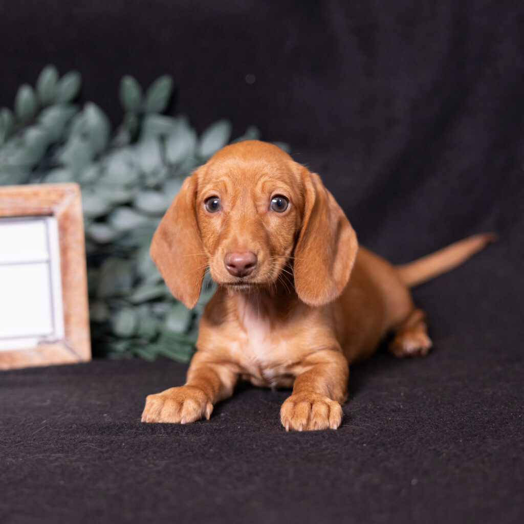 shaded red dachshund puppy
