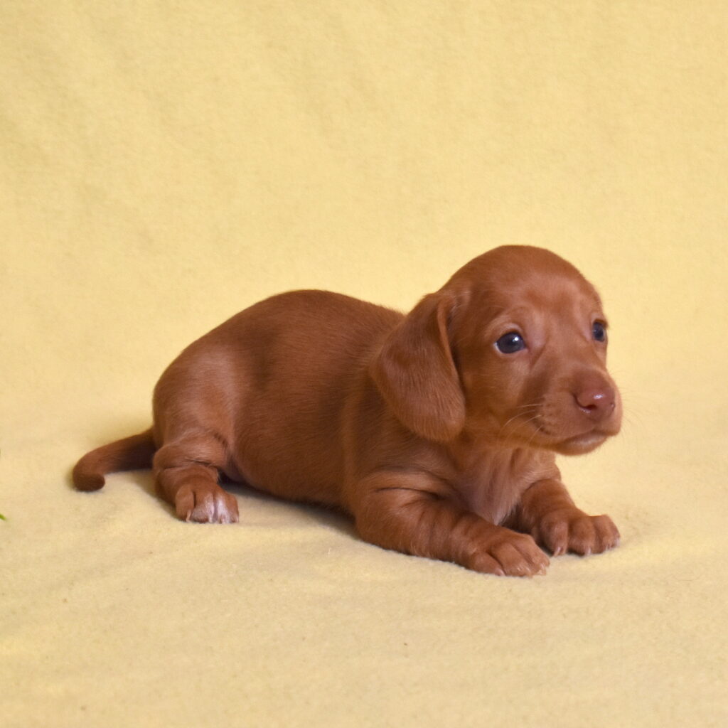 shaded red dachshund puppy for sale