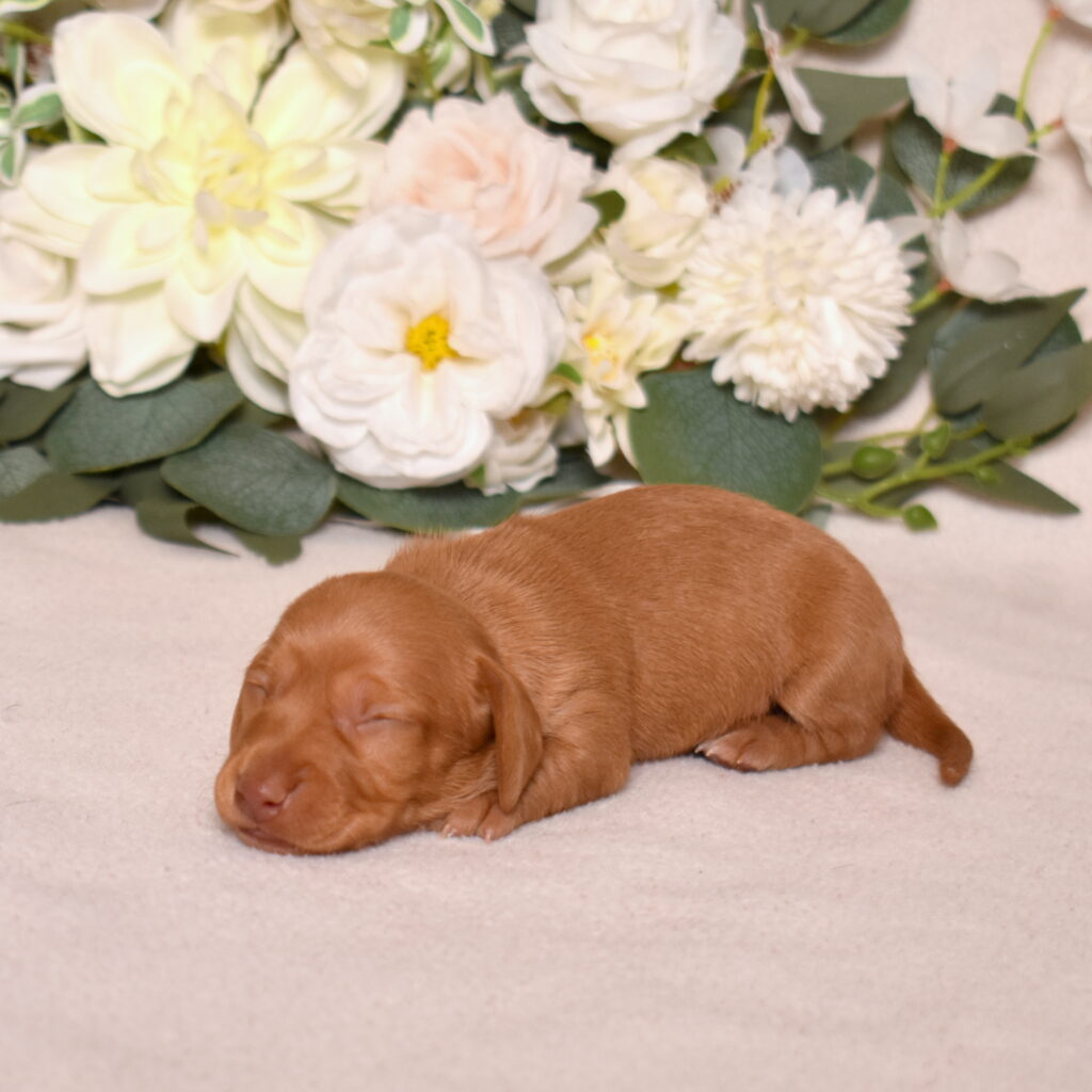 shaded red dachshund puppy for sale