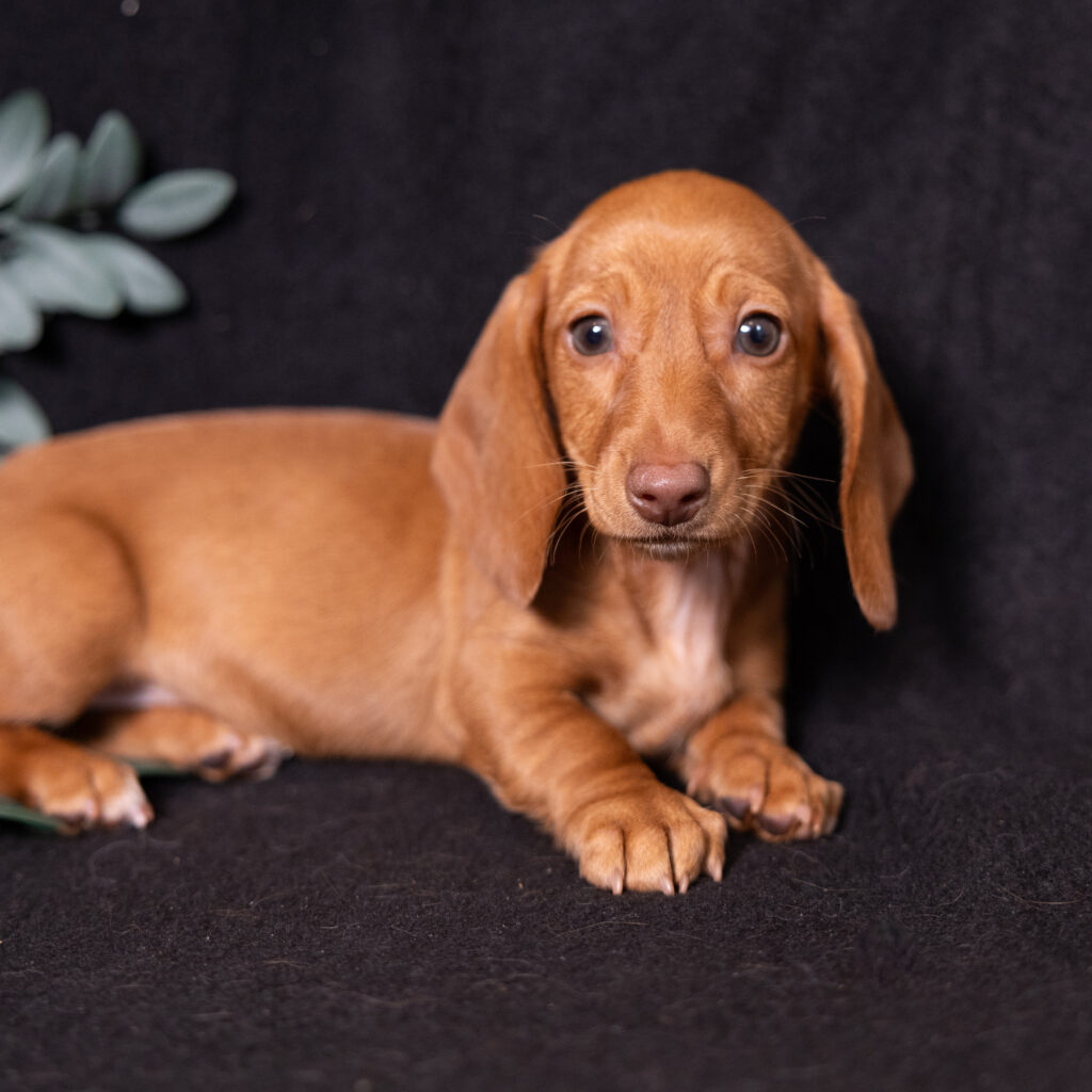 shaded red dachshund puppy for sale