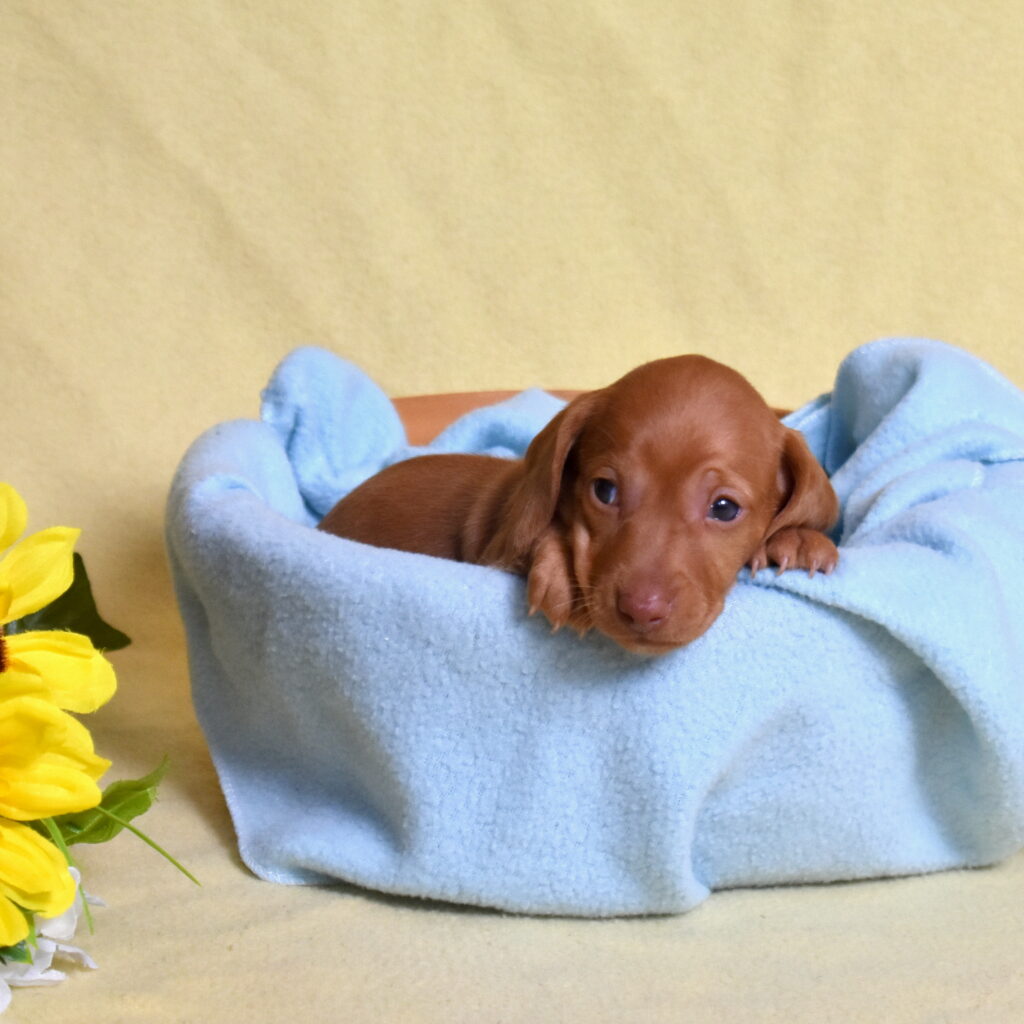 shaded red dachshund puppy lancaster