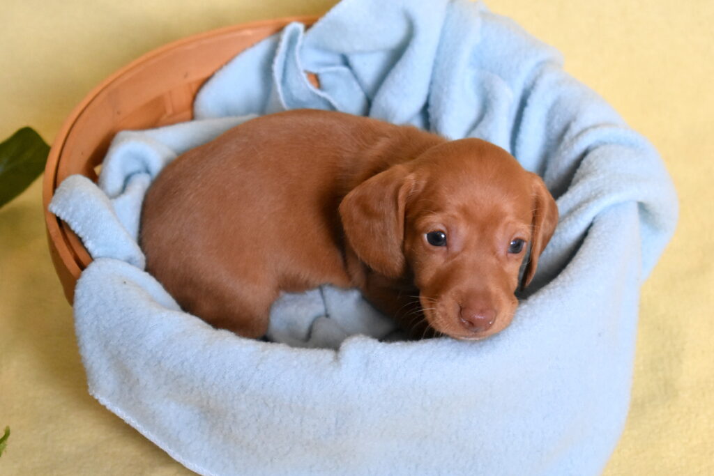 shaded red dachshund puppy near me for sale
