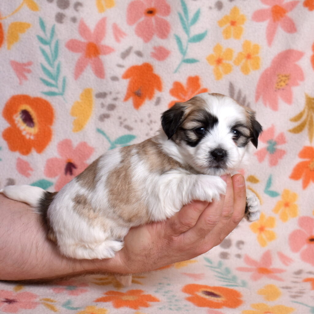 small black and white dog