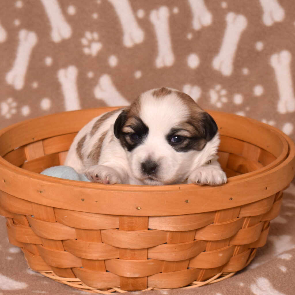 small black and white dog