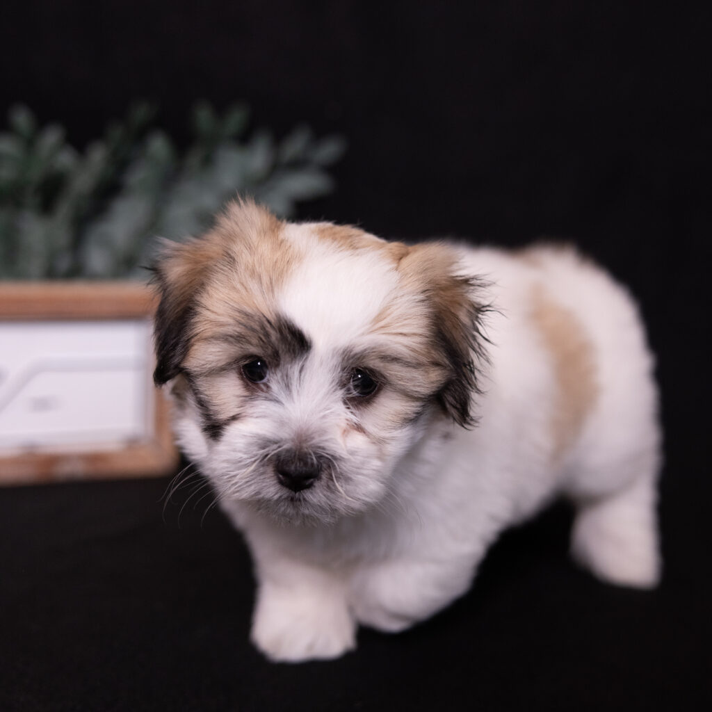 small black and white dog
