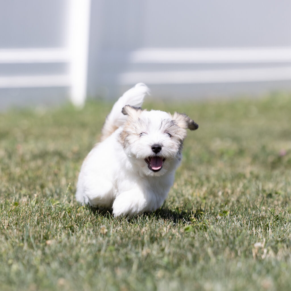 small black and white dog