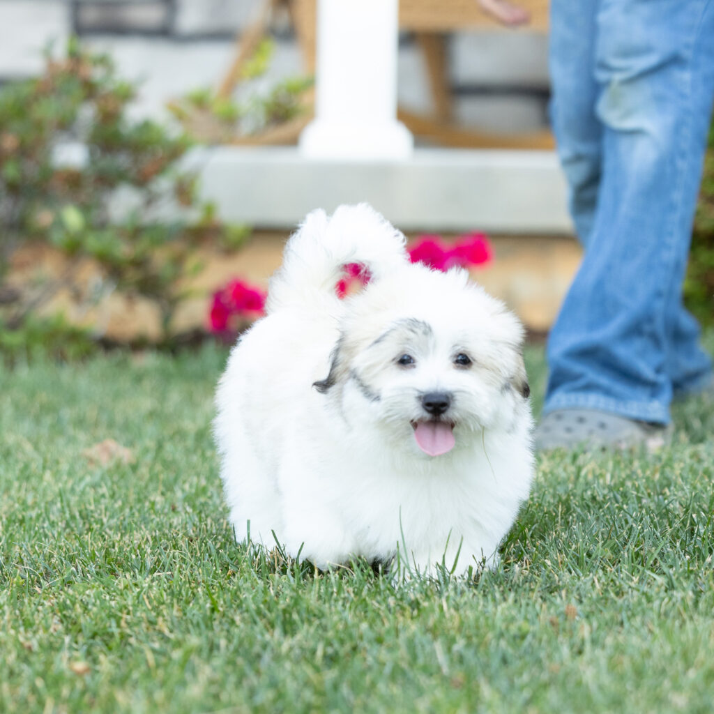 small black and white dog