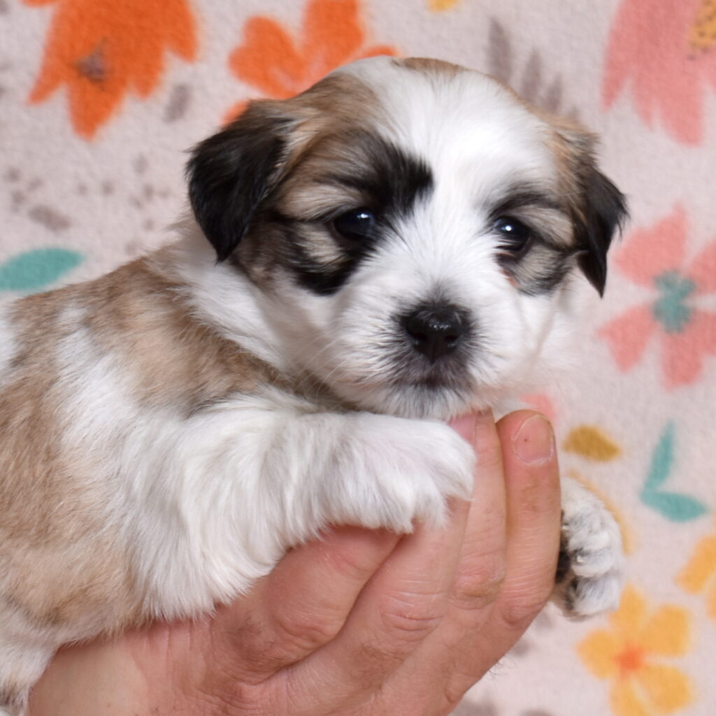 small black and white dog breeds