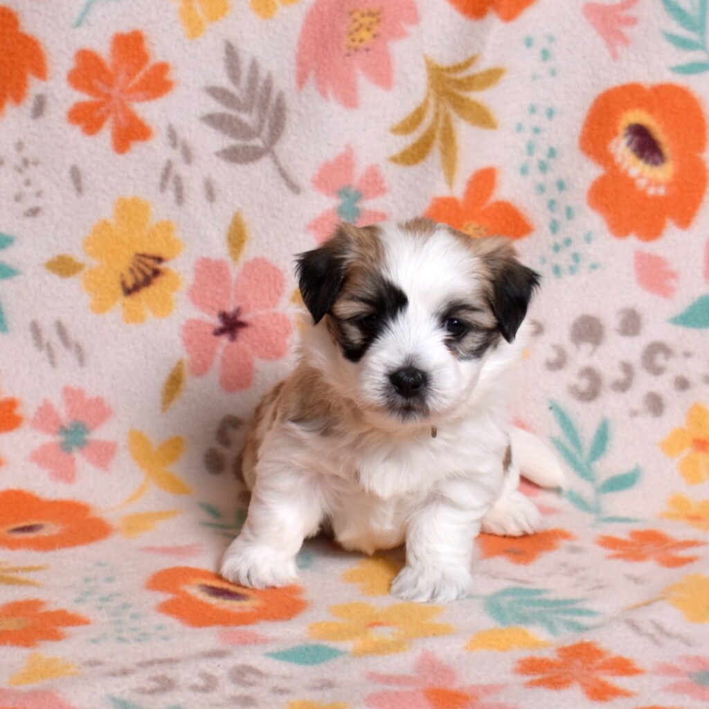 small black and white dog coton