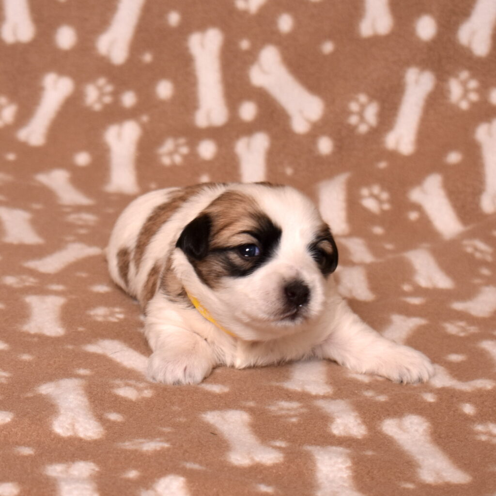 small black and white dog coton