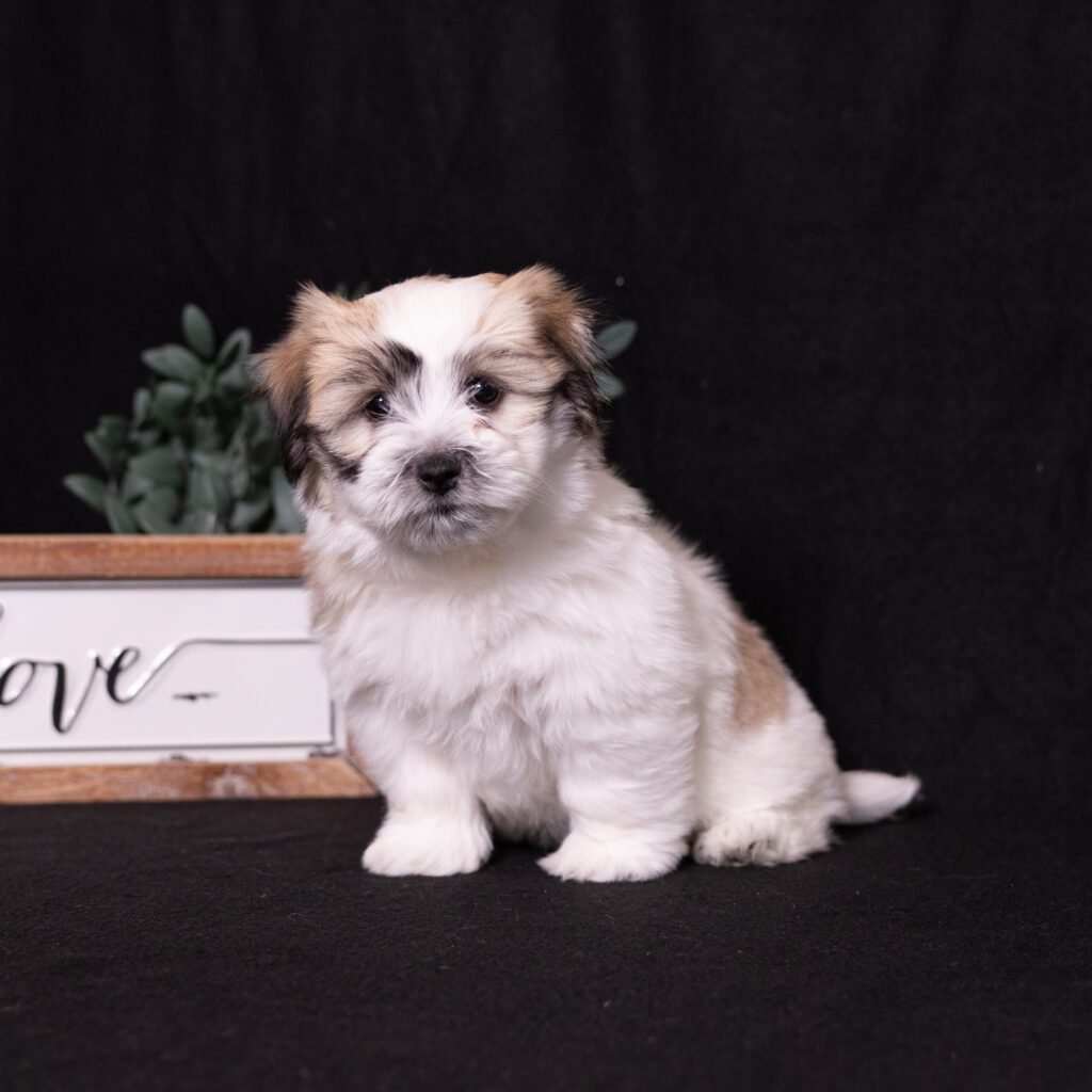 small black and white dog coton