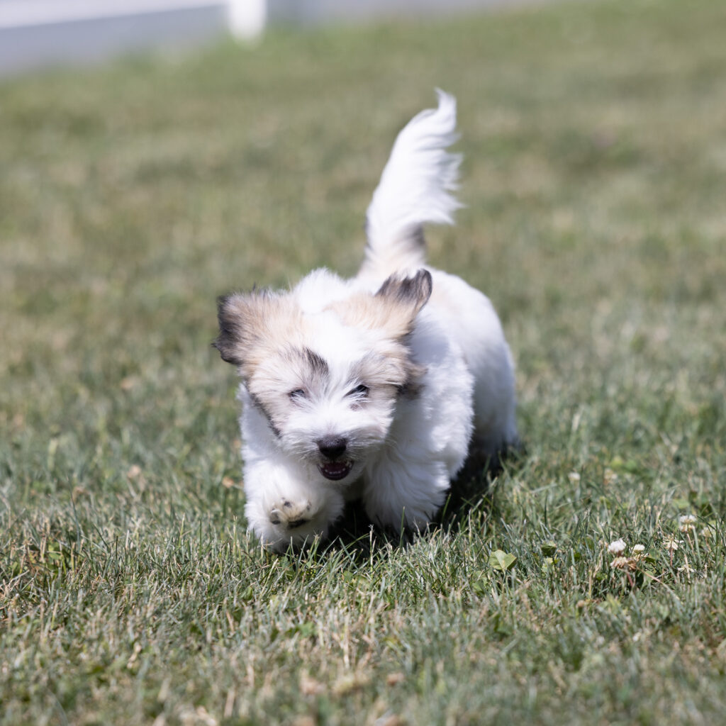 small black and white dog coton